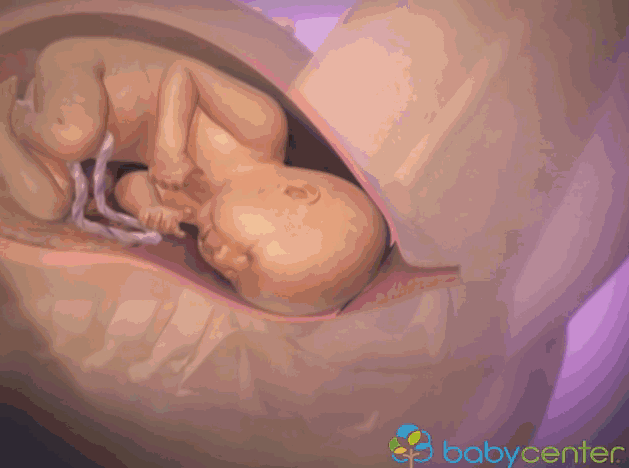 孕妇分娩全过程3D动态图（孕妇学校拿走不谢！）